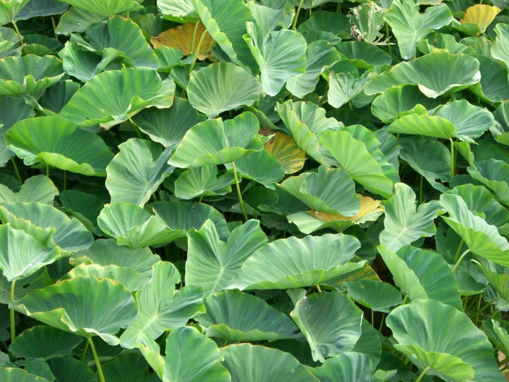 Colocasia leaf Benefits for health
