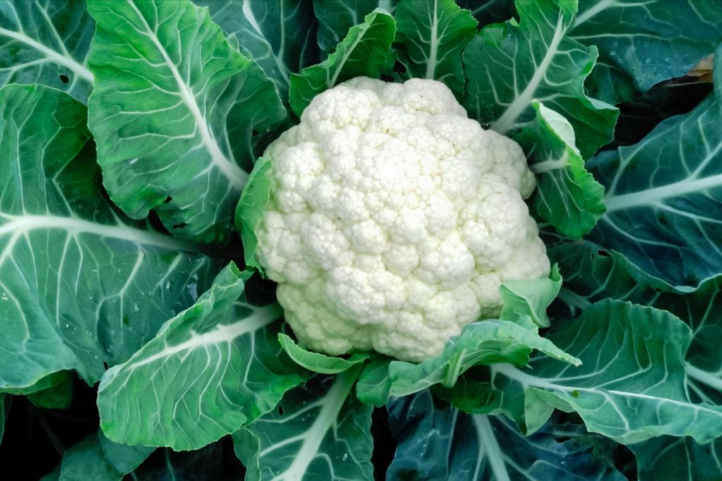 Cauliflower Cultivation Guide
