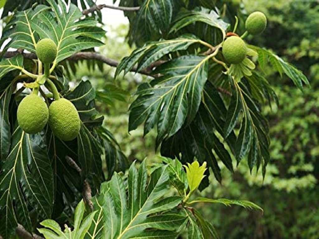 BREADFRUIT