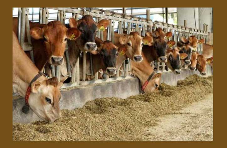 Financial assistance to dairy farmers