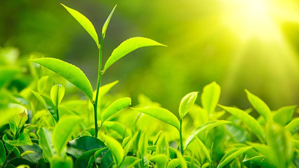 You can grow tea plants at home and drink pure black tea