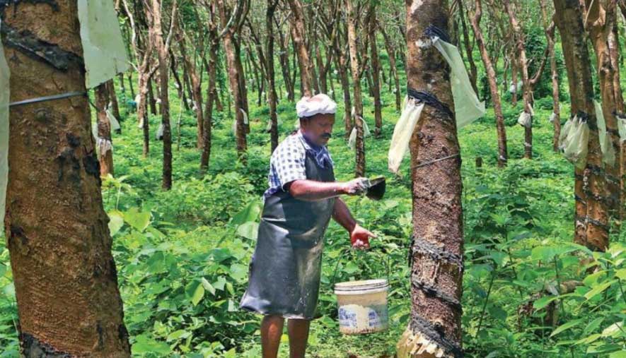 Financial Assistance for rubber cultivation