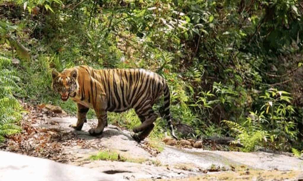 Applications are invited for various posts in Parambikulam Tiger Reserve