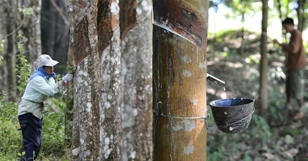 You can apply for welfare schemes for rubber tappers