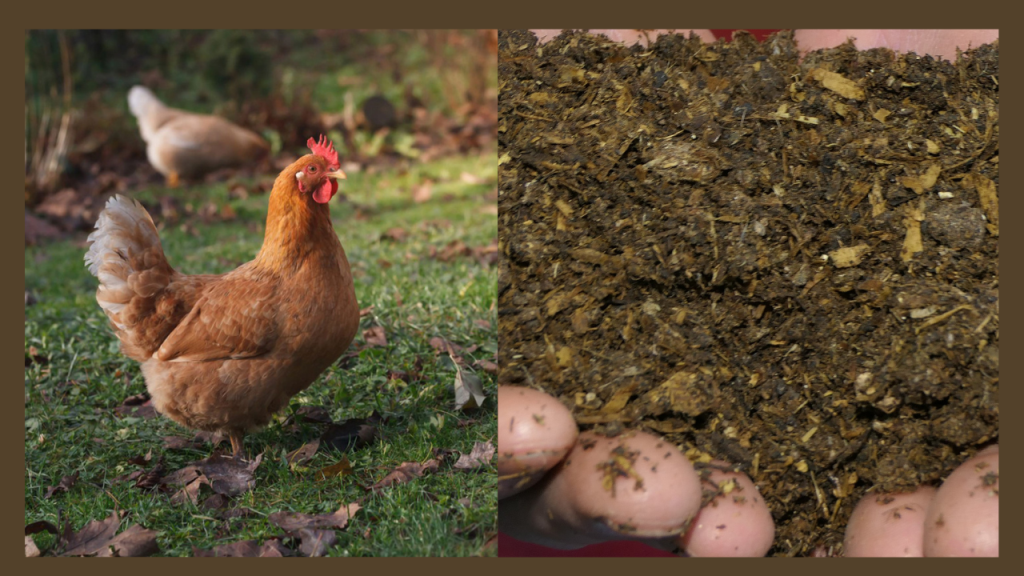 How to use chicken manure in vegetable gardens? Methods