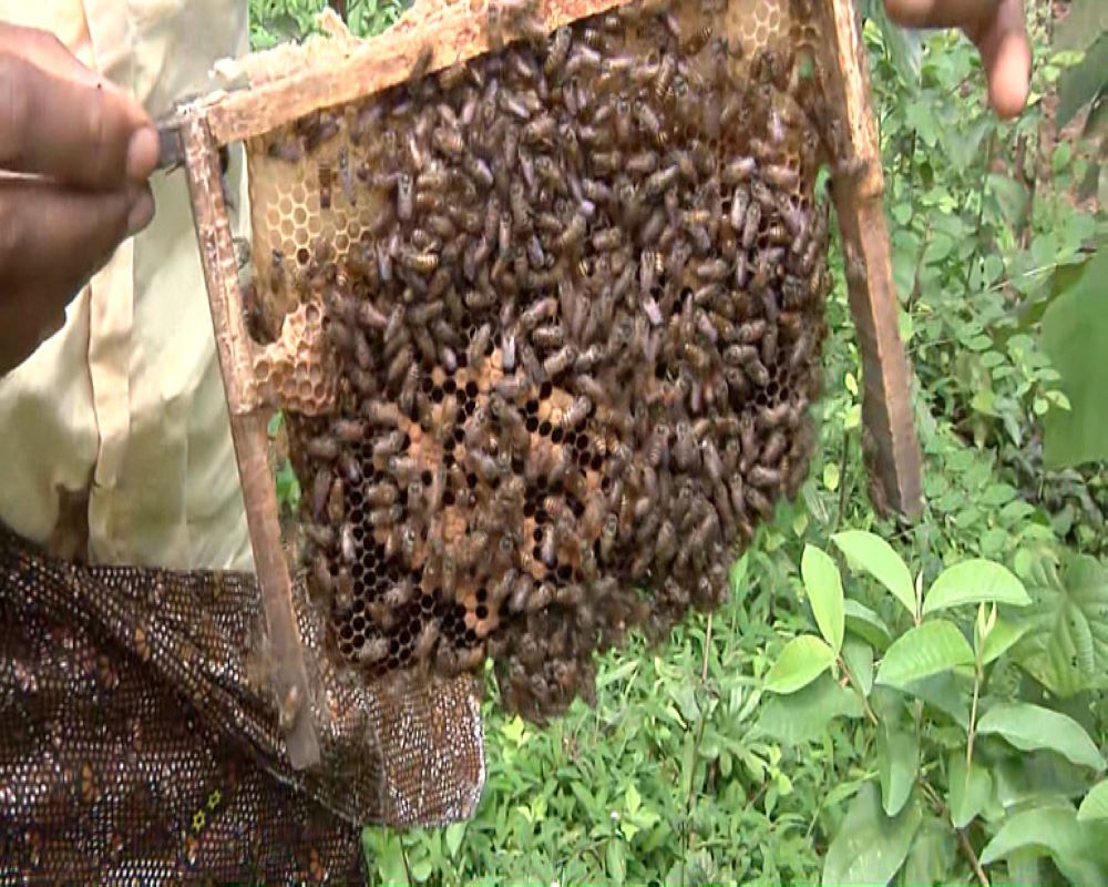 തേൻ സംഭരണം ശാസ്ത്രീയരീതിയിൽ ചെയ്യാം