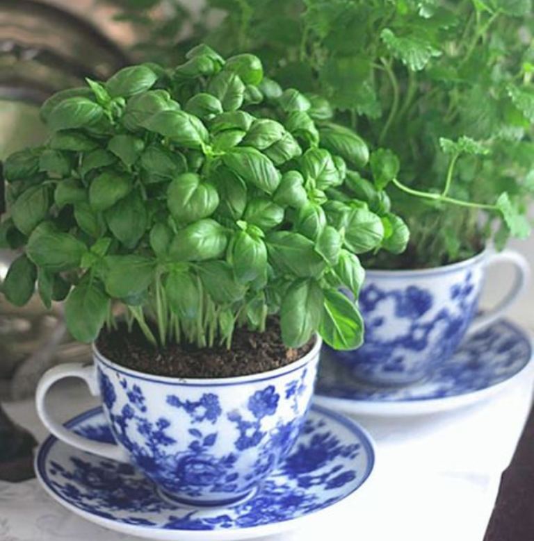 How to Grow Herbs in Tea Cups and Coffee Mugs