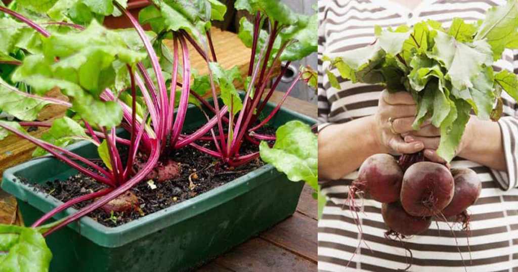 How to grow beetroot in a containers