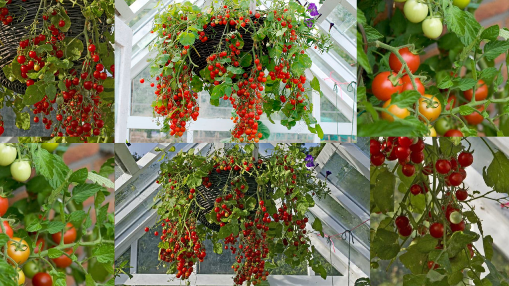 How to grow tomatoes in a hanging basket? Some tips