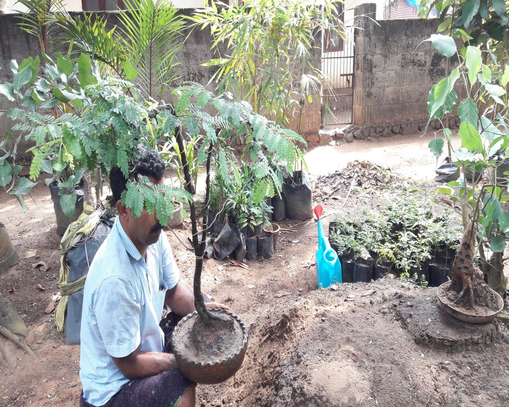 ബോൺസായി ഇനമായി തെരഞ്ഞെടുക്കേണ്ടത് മാവ്, ചാമ്പ, വാളൻപുളി, സപ്പോർട്ട, കശുമാവ്, കുടംപുളി തുടങ്ങിയവയാണ്