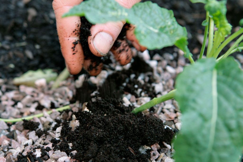 How to use coffee grounds residue in a vegetable garden