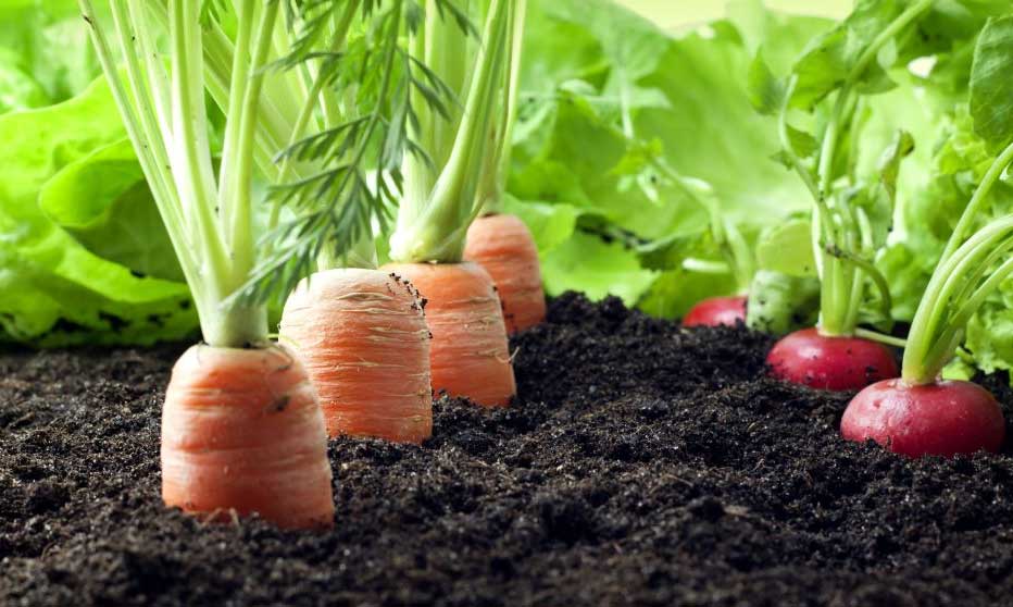 Basic methods of Organic Farming