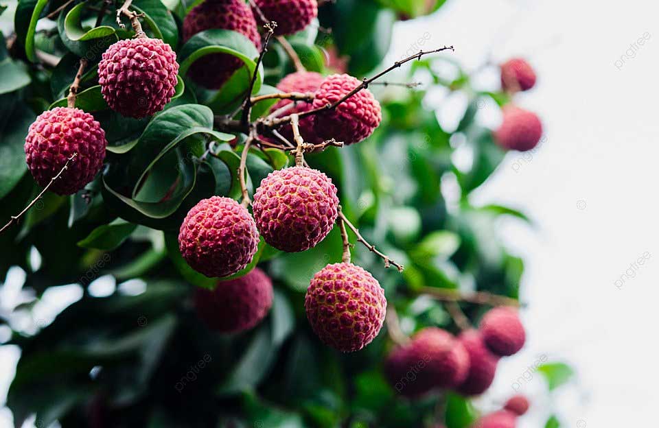 You can earn money by cultivating lychees