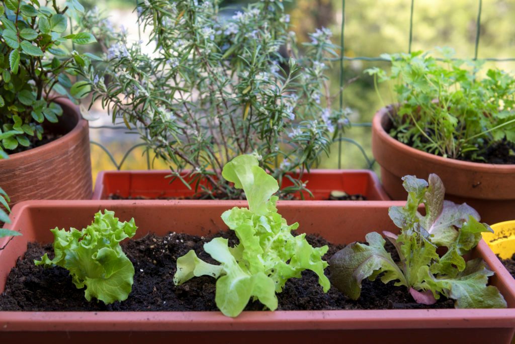 Container Gardening Tips that You Need to Know