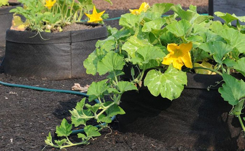 Can pumpkins be grown in pots / containers? How to grow