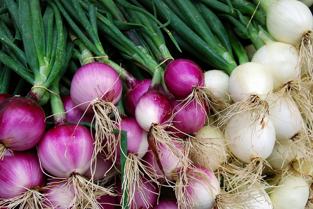 If onions are grown in January, the harvest is great; Know the cultivation methods