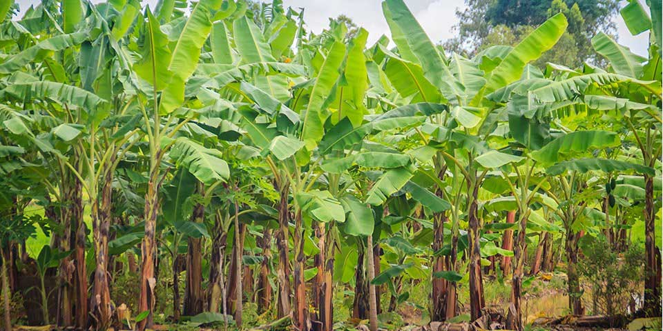 Post-harvest banana stalks can benefit the soil; KVK introduces technology