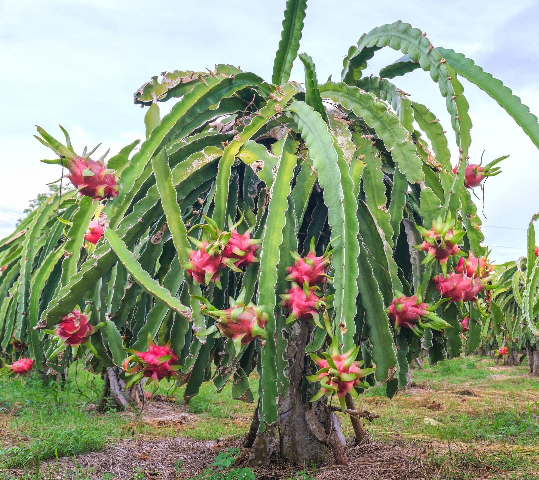 The government provides a subsidy of Rs 35,000 for dragon fruit farming