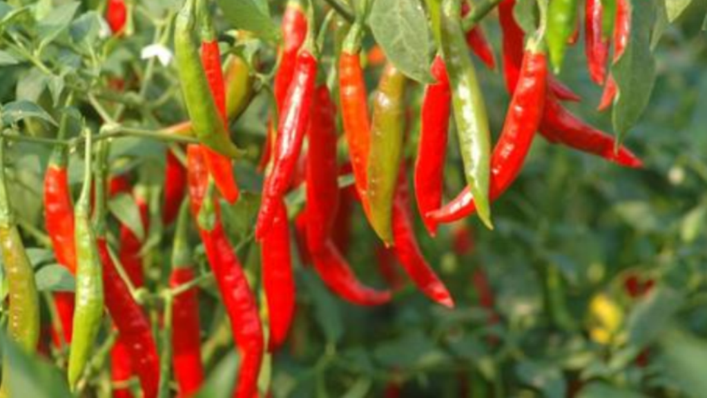 Farmers can reap huge profits by cultivating the best varieties of chillies