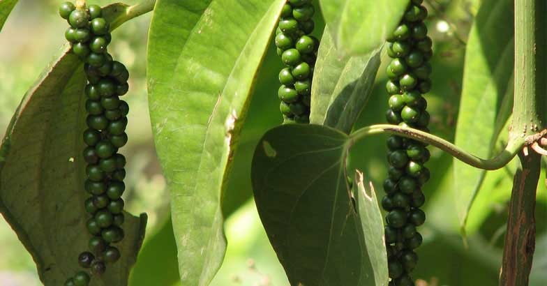 J.A.J posts to grow pepper in abundance
