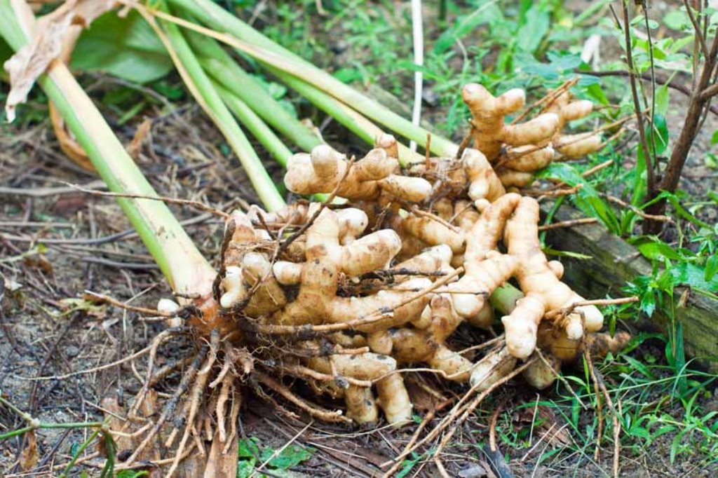 Turmeric cultivation: The main reasons for growing turmeric in polyhouses