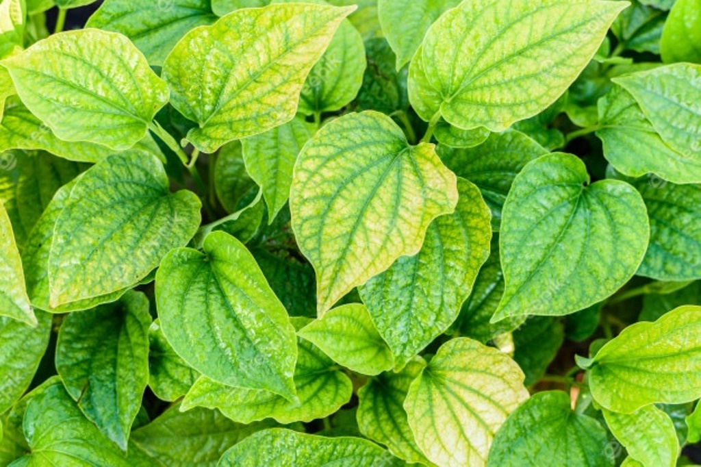 Betel leaf will help your skin problems and indigestion