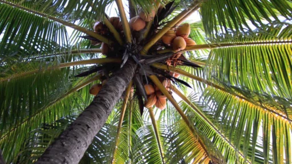 Coconut cultivation can earn lakhs statrt the cultivation