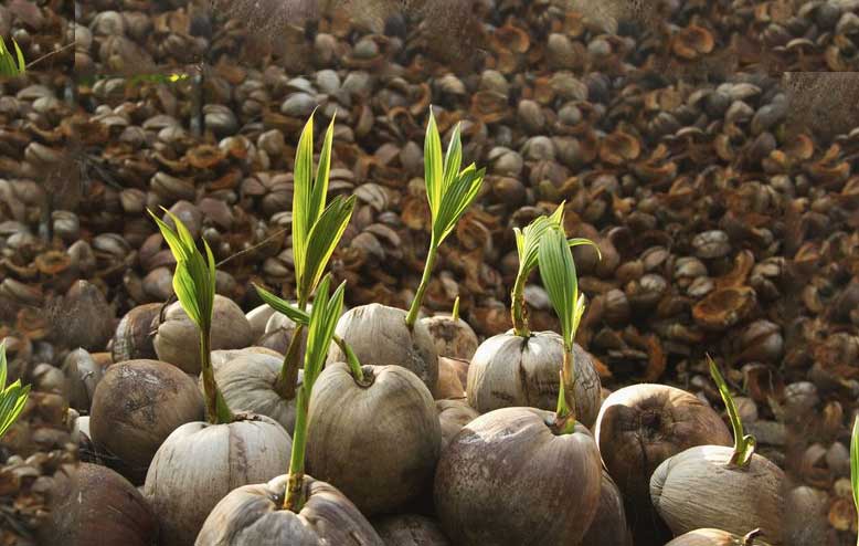 Things to look out for when storing seed coconuts