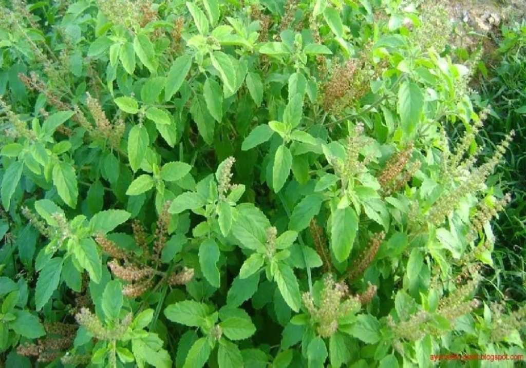 You can drink Tulsi tea every day for health benefits