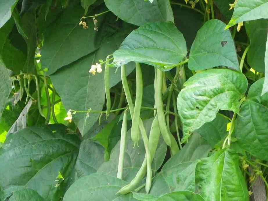 How to grow beans at home; Here are the details