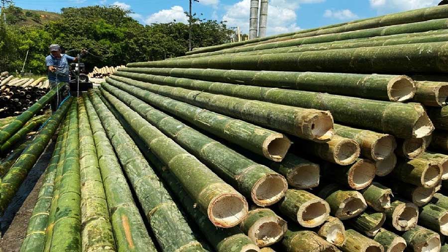 Bamboo farming can be done to increase your income at low cost