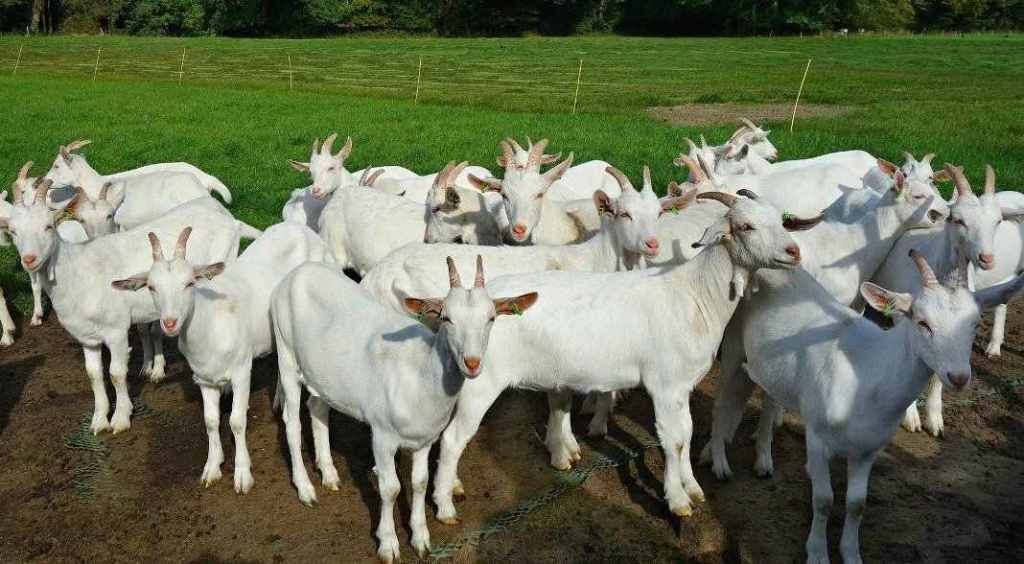 Get loans for goat farming; Complete information
