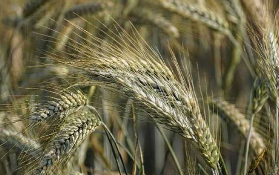 Rye cultivation: Cultivation that can be done with very low investment