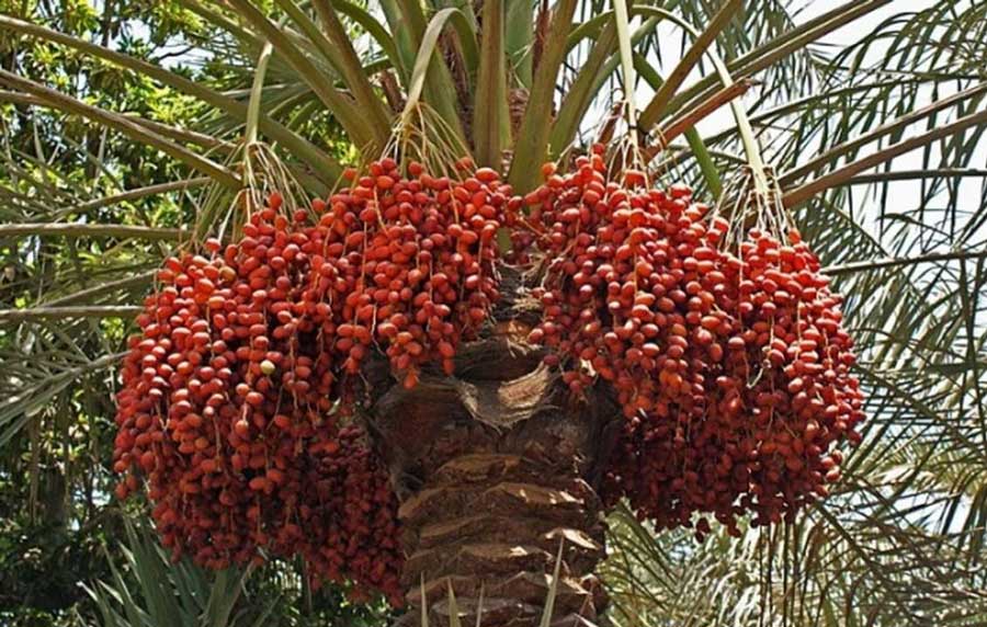 Date Palms can be grown organically and harvested within five years