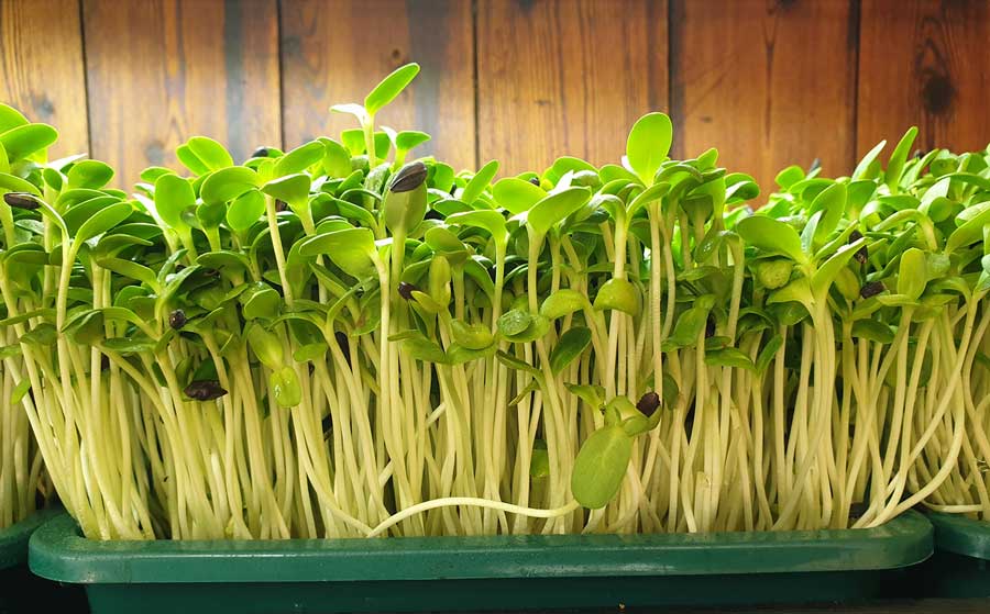 Microgreens: Cultivation method that helps to get a good return on small investment