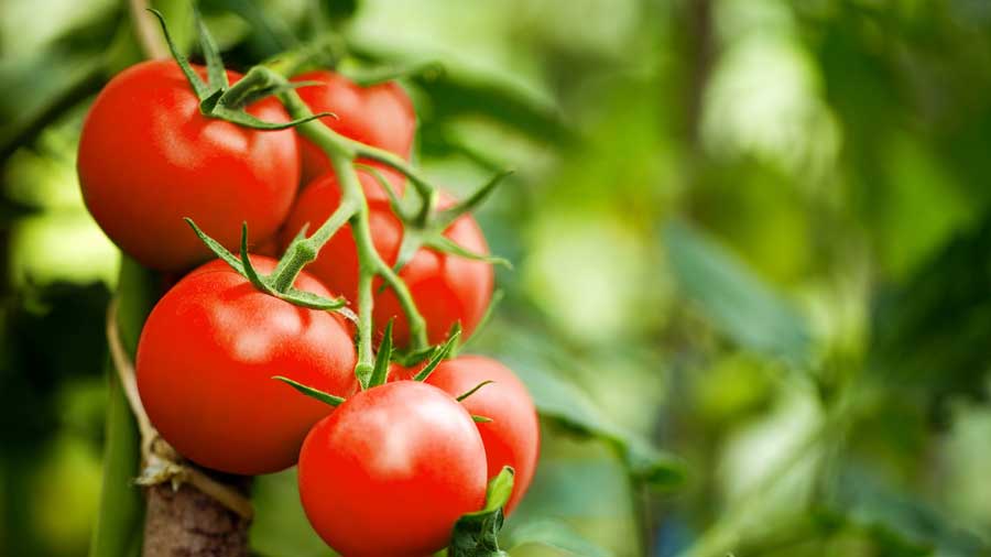 These varieties can be grown and harvested at home to make tomatoes available at all times