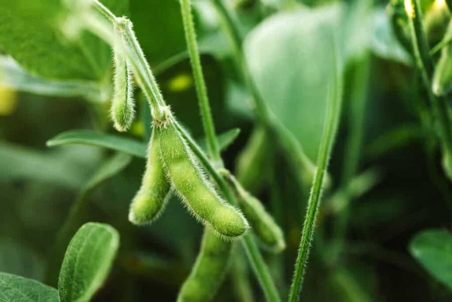 Soybean cultivation; It can be easily grown and harvested without any pesticides