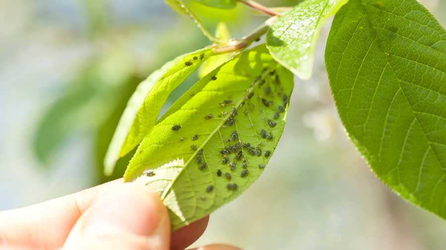 Neem oil can be added to the soil to control various plant diseases