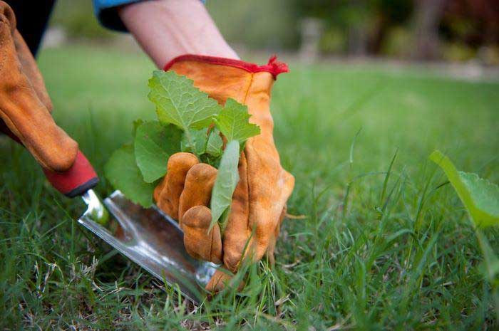 Tips to destroy weeds using natural materials