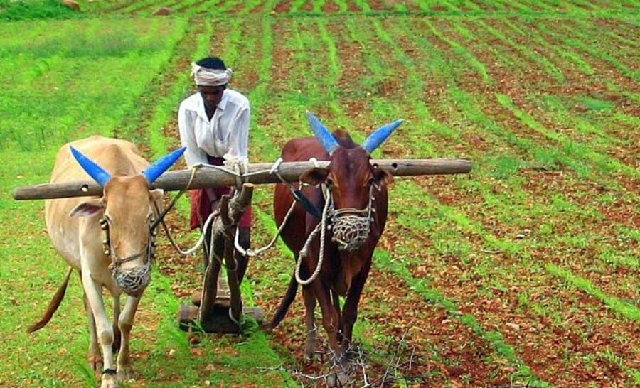 Various aspects of agriculture in school level curriculum