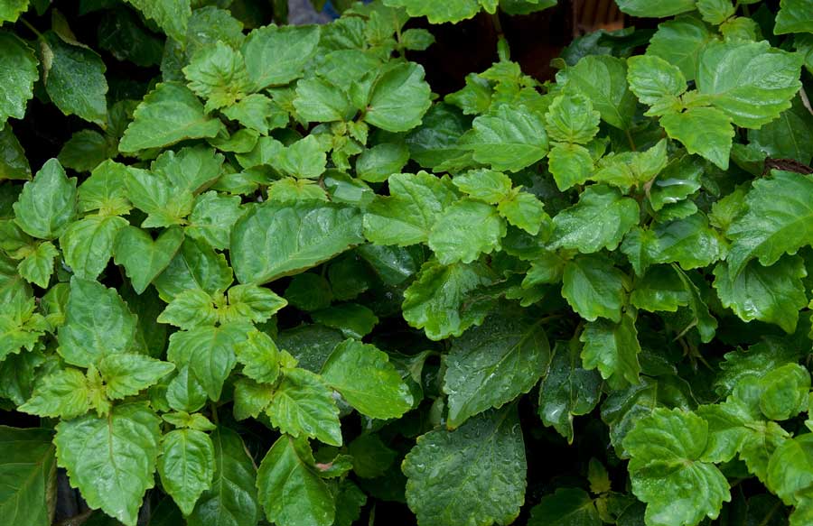 Cultivation of Patchouli can bring huge profits