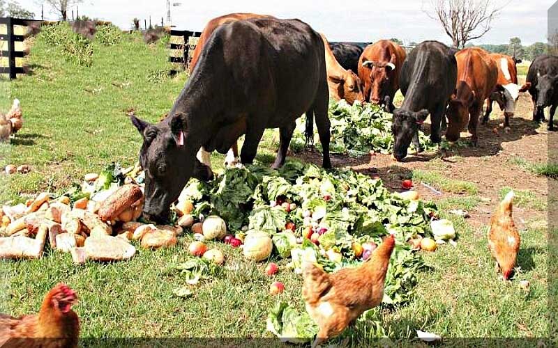 These vegetables can be fed to livestock and poultry