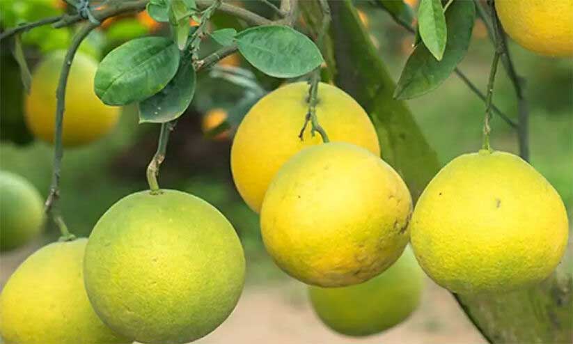 Income can be earned through the cultivation of Bablus Lemon