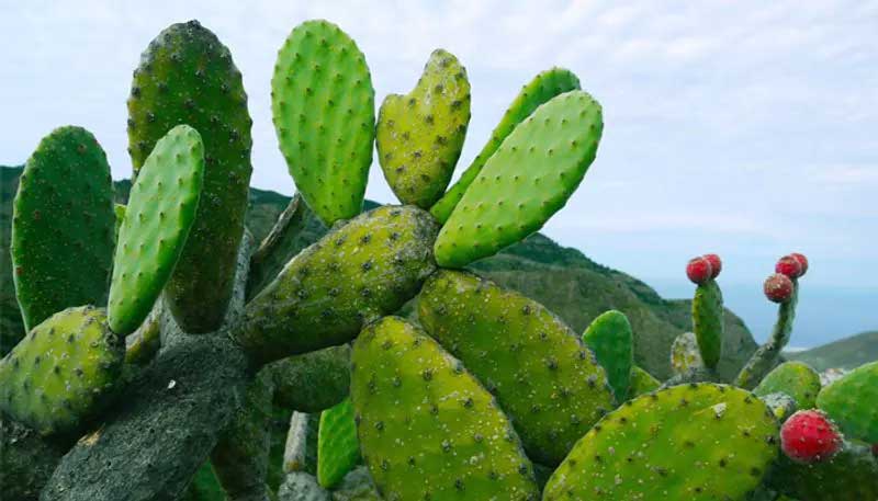 Good Income can be earned by cultivating nutritious and medicinal Cactus