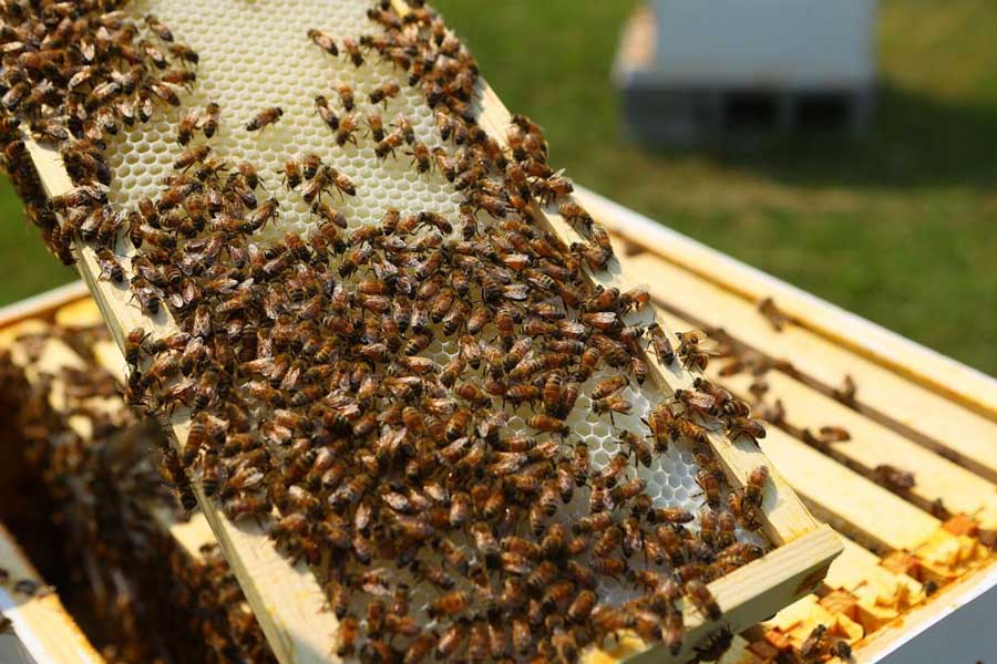 Honey harvest festival and inauguration of bee nursery