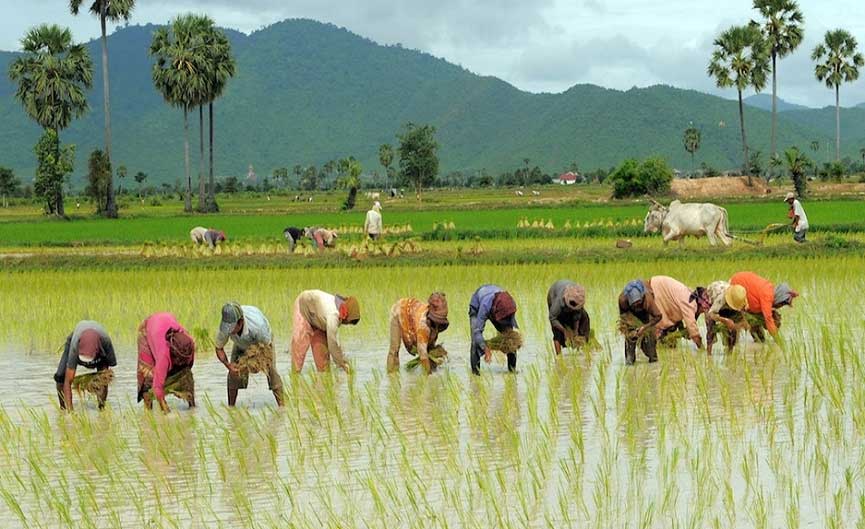 Agriculture sector with record achievement of ‘Tharisurahita Thirurangadi’