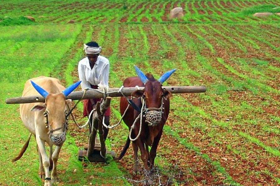 Vadavukode Block Panchayat gives importance to agriculture