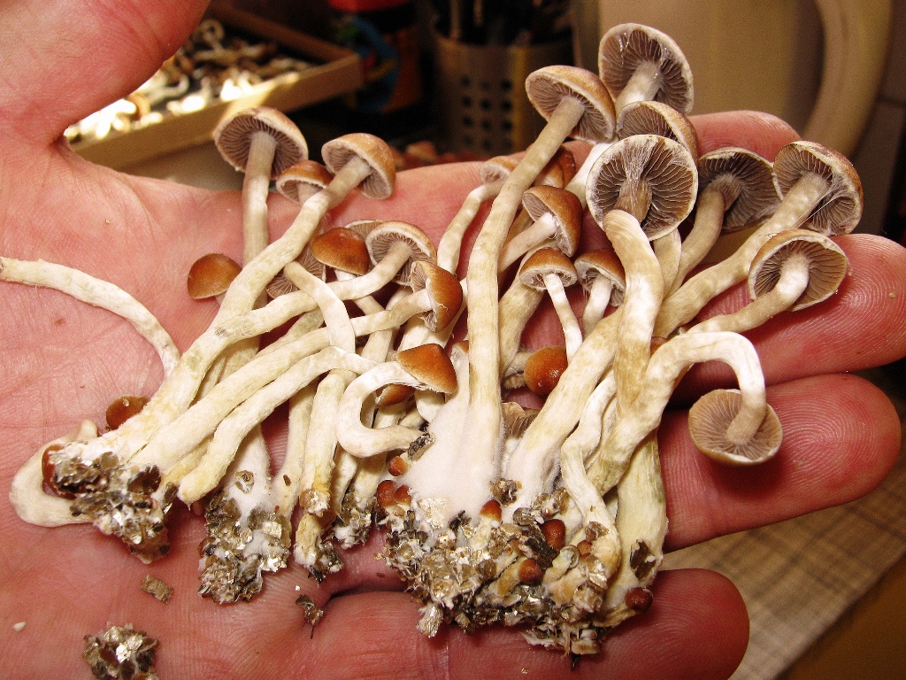 How to grow medicinal magic mushrooms at home; Cultivation methods