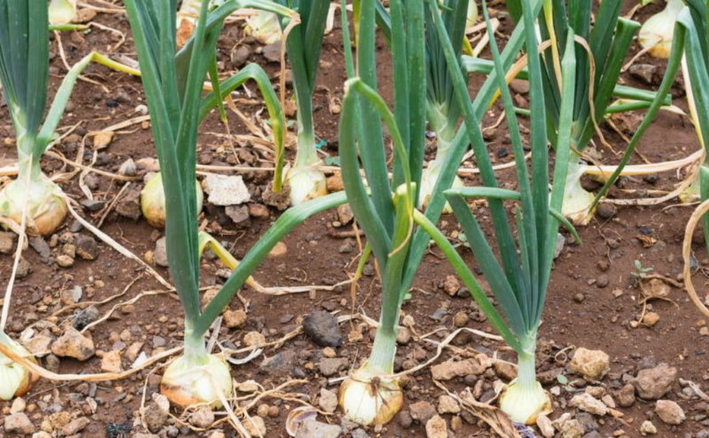 Variety types of onion