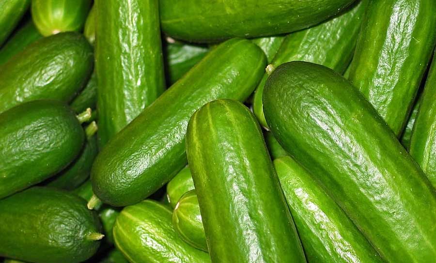 KVK to popularize cucumber juice